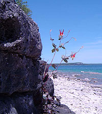 columbine coast